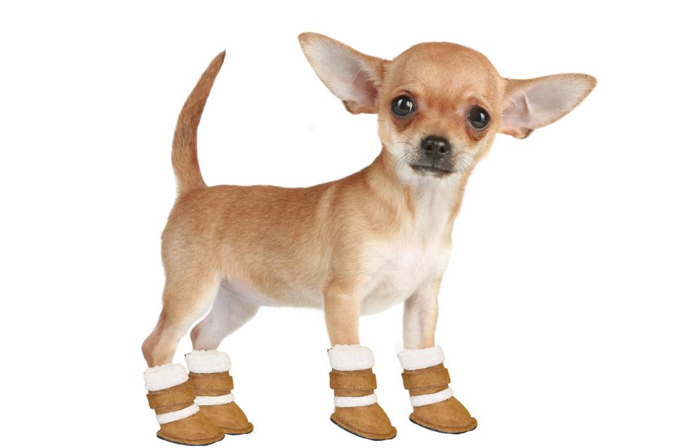 ugg boots for small dogs